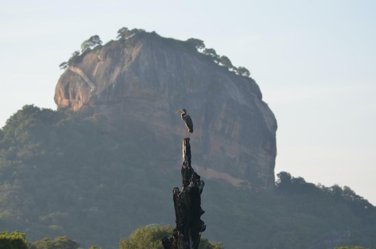 Sigiriya King'S Resort Exterior foto